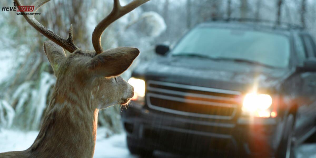 Car accident involving Deer